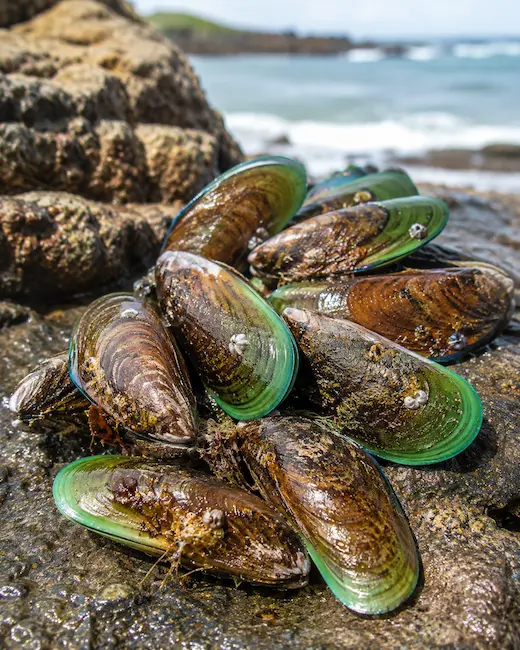 Fresh New Zealand green-lipped mussels on ocean rocks