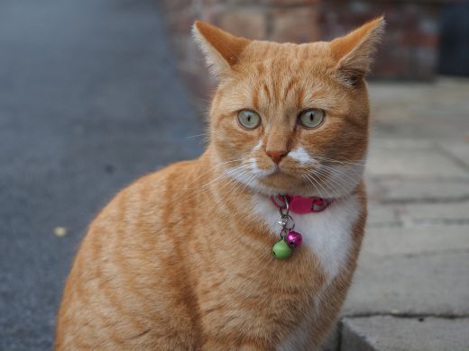 A customer&rsquo;s cat