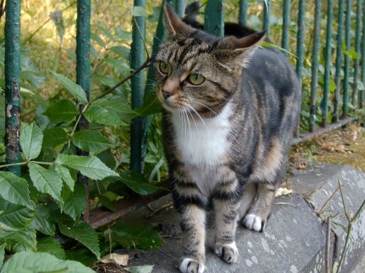 A customer&rsquo;s cat