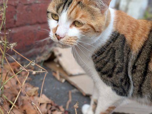 A customer&rsquo;s cat