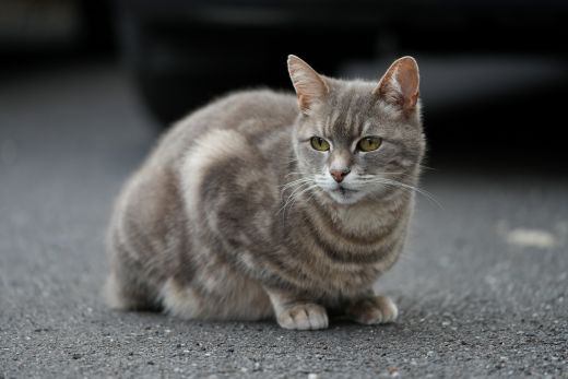 A customer&rsquo;s cat
