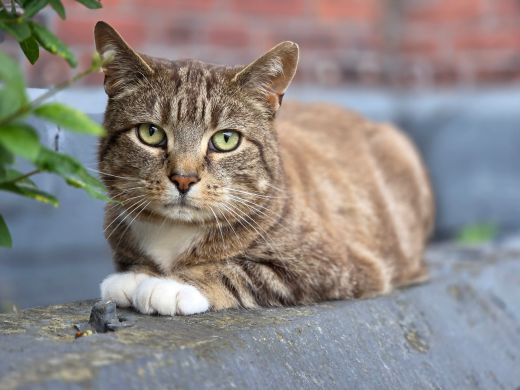 A customer&rsquo;s cat