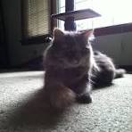 A customer&rsquo;s cat
