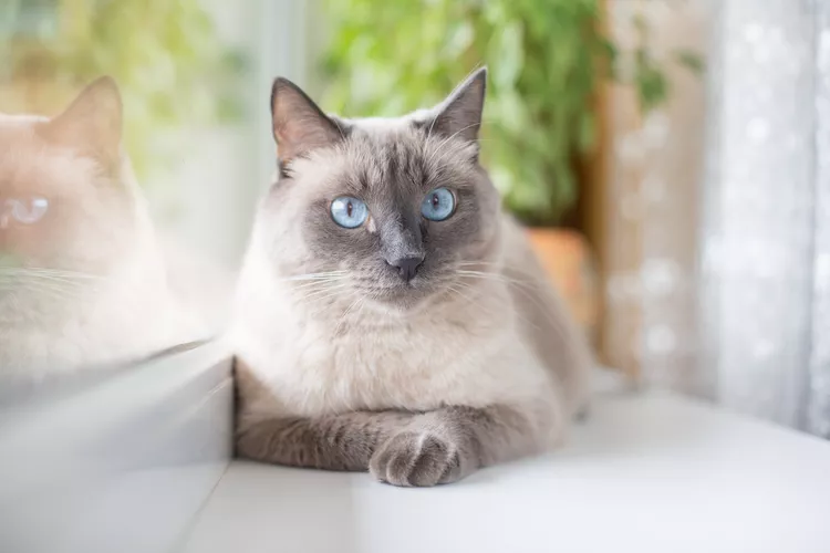 A customer&rsquo;s cat