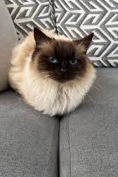 A customer&rsquo;s cat