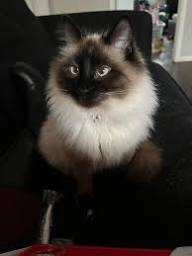 A customer&rsquo;s cat