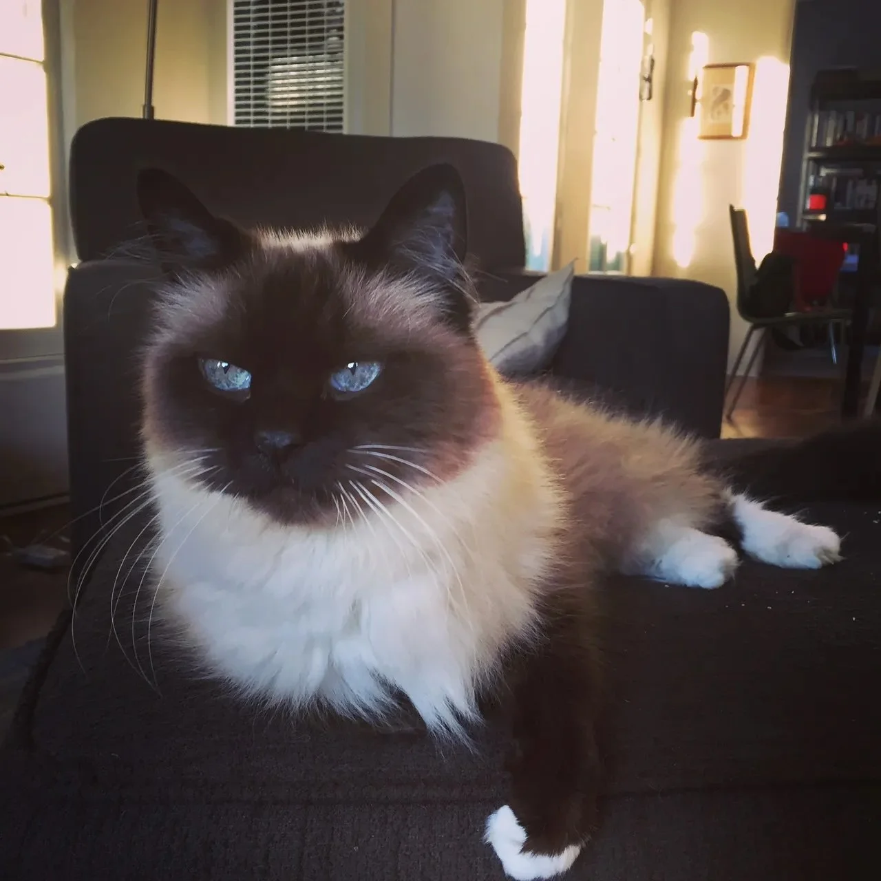 A customer&rsquo;s cat