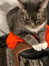 A customer&rsquo;s cat