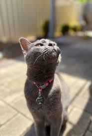 A customer&rsquo;s cat