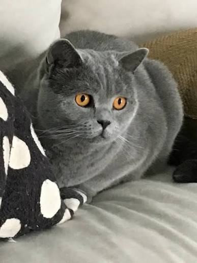 A customer&rsquo;s cat