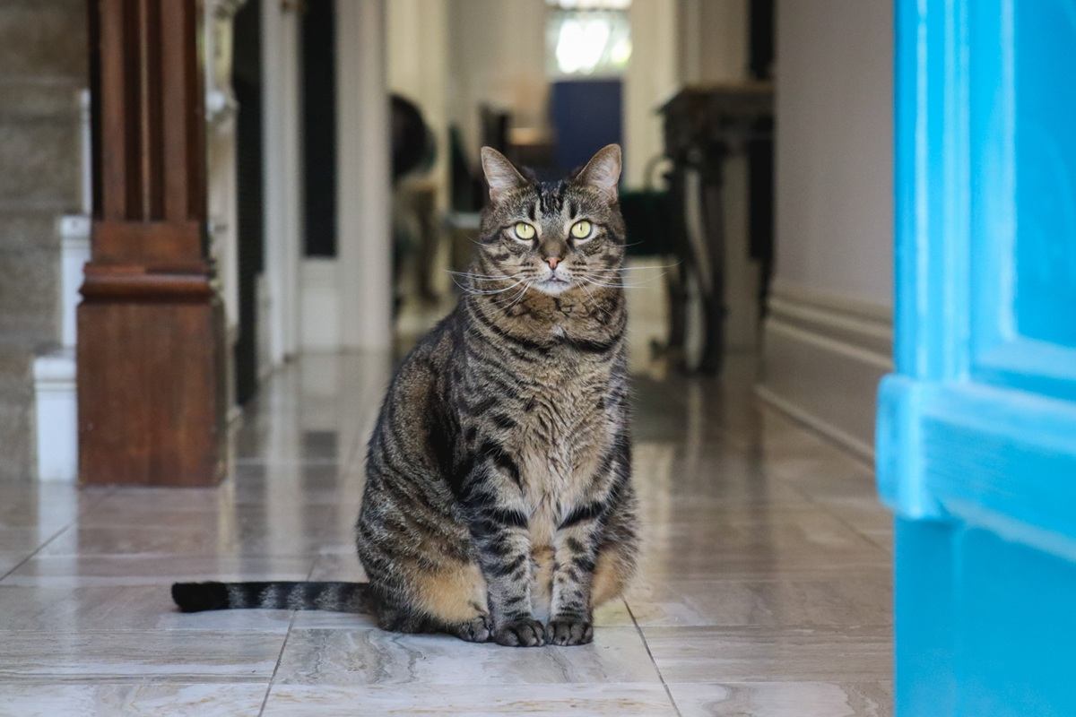 A customer&rsquo;s cat