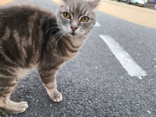 A customer&rsquo;s cat