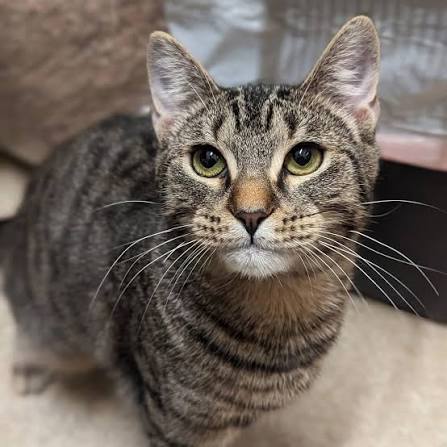 A customer&rsquo;s cat