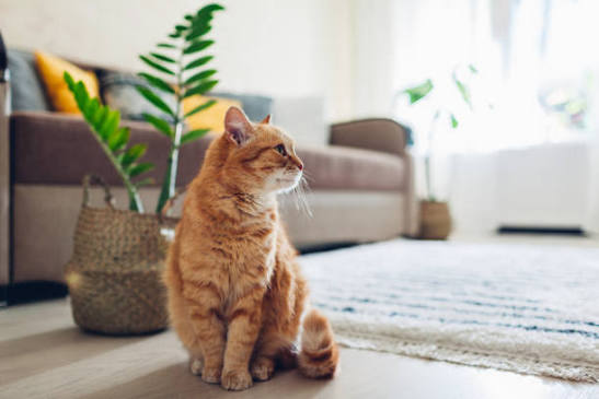 A customer&rsquo;s cat