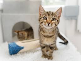 A customer&rsquo;s cat