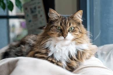 A customer&rsquo;s cat