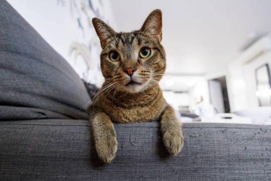 A customer&rsquo;s cat