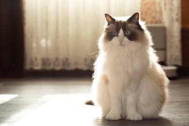A customer&rsquo;s cat