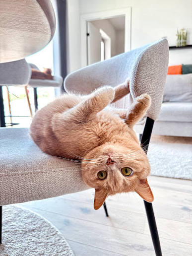 A customer&rsquo;s cat