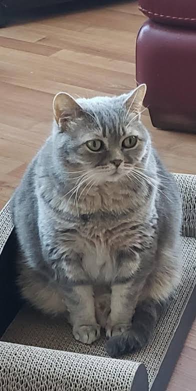 A customer&rsquo;s cat