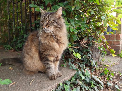 A customer&rsquo;s cat