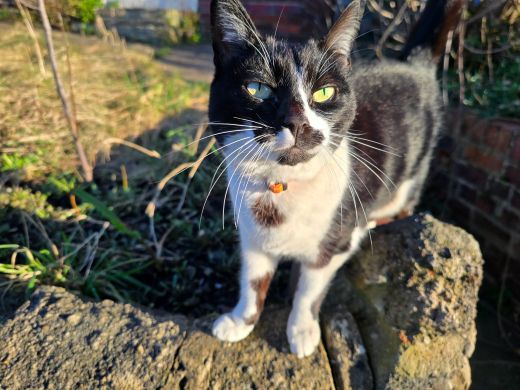 A customer&rsquo;s cat
