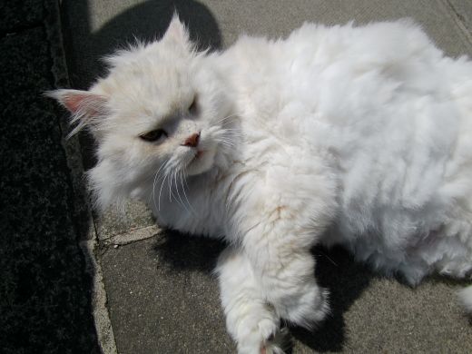 A customer&rsquo;s cat