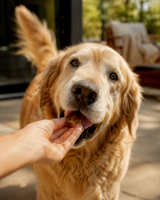 Happy golden retriever taking a soft chew treat from its owner's hand