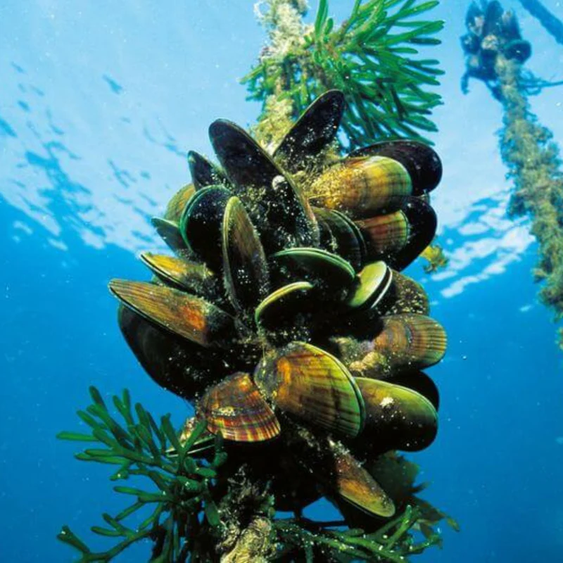 Green lipped mussels growing on a rope line underwater