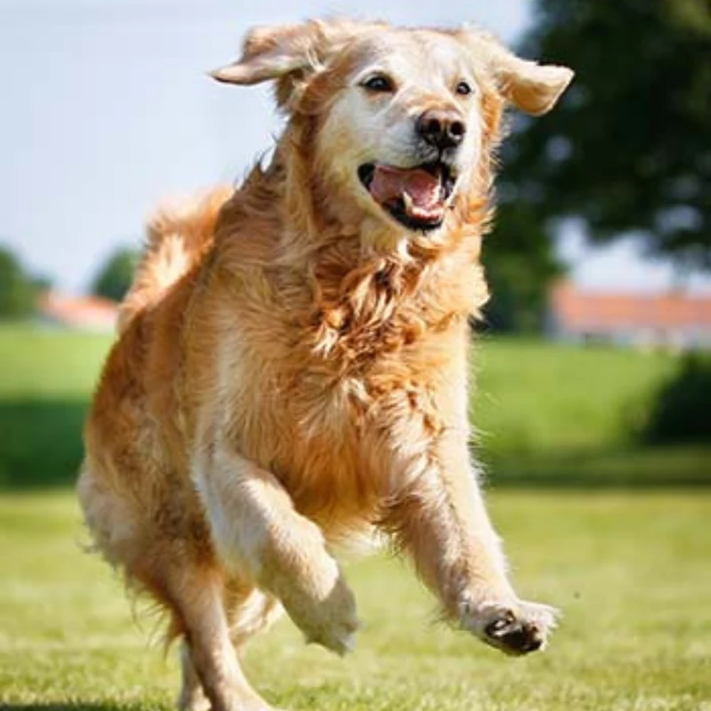 A golden retriever running across grass