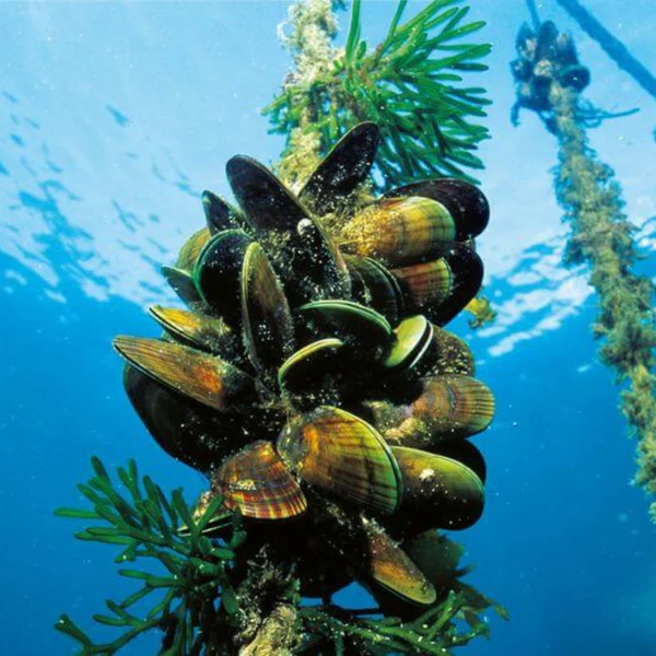 Green lipped mussels growing on a rope line in clear New Zealand seawater