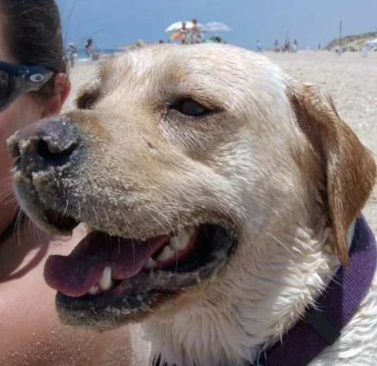 A customer&rsquo;s dog