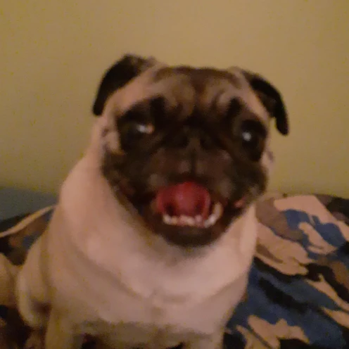 A customer&rsquo;s dog