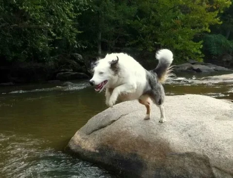 A customer&rsquo;s dog