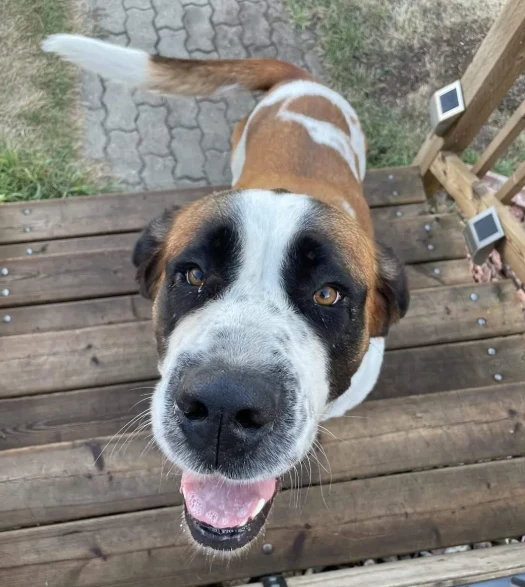 A customer&rsquo;s dog