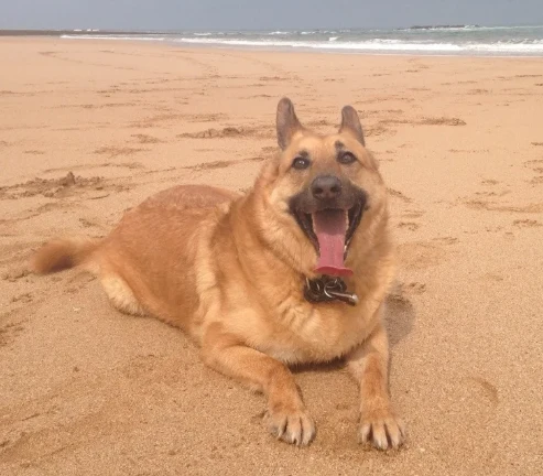 A customer&rsquo;s dog