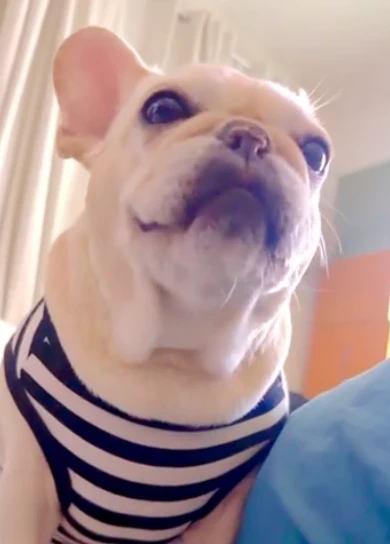 A customer&rsquo;s dog