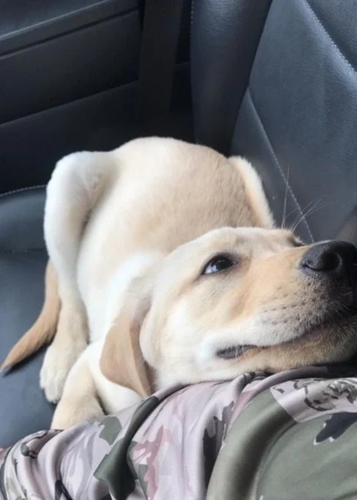 A customer&rsquo;s dog