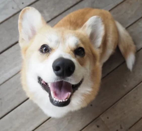 A customer&rsquo;s dog
