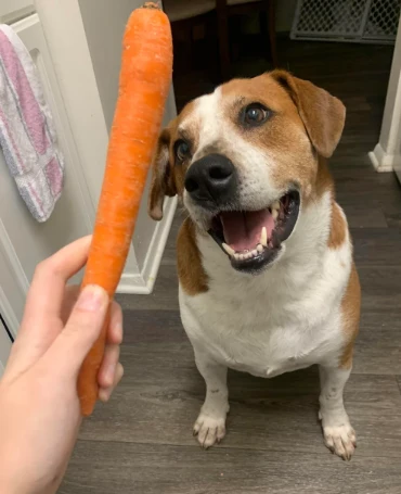A customer&rsquo;s dog