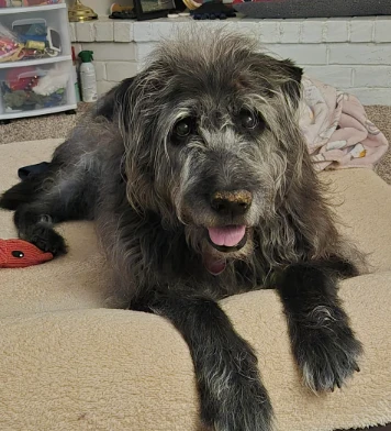 A customer&rsquo;s dog