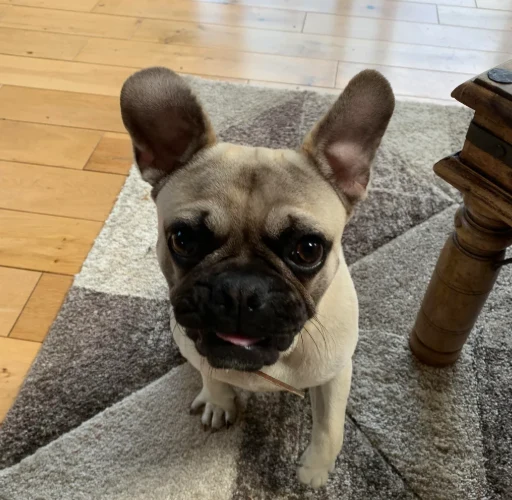 A customer&rsquo;s dog
