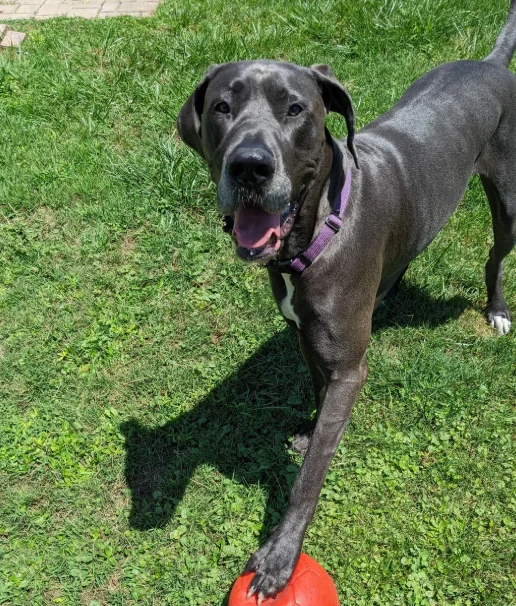 A customer&rsquo;s dog
