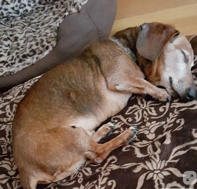 A customer&rsquo;s dog
