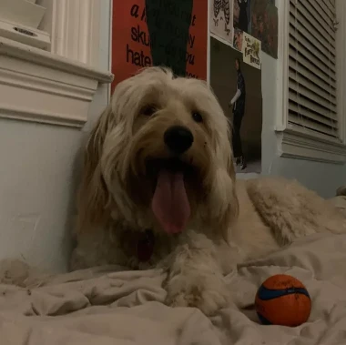 A customer&rsquo;s dog