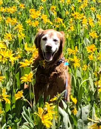A customer&rsquo;s dog