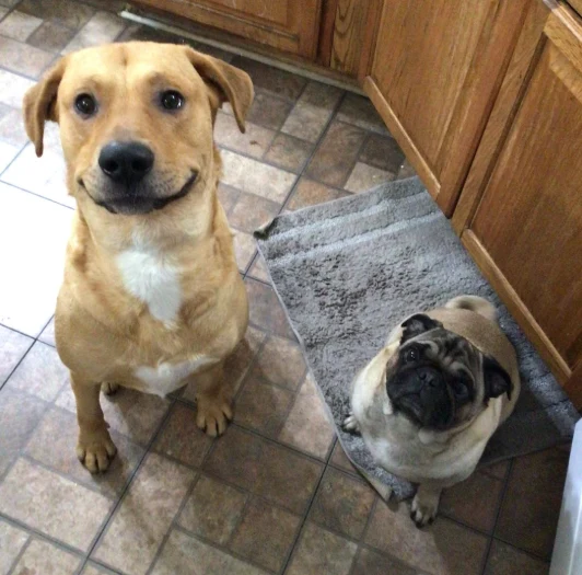 A customer&rsquo;s dog