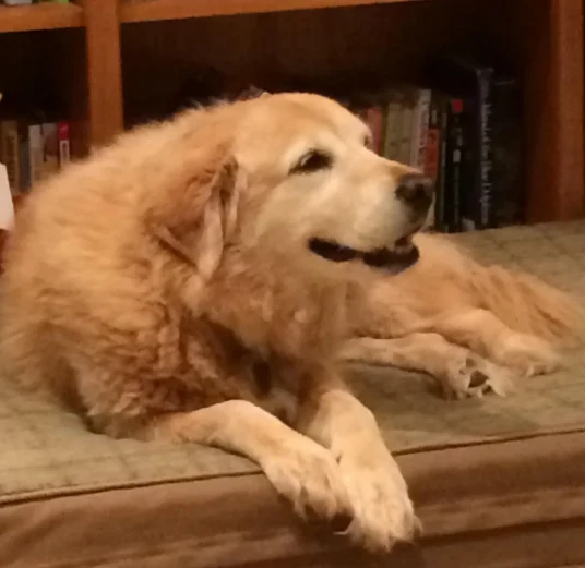A customer&rsquo;s dog