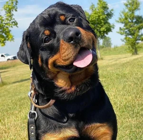 A customer&rsquo;s dog