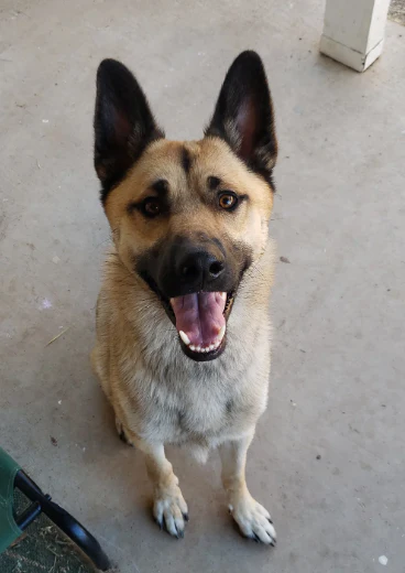 A customer&rsquo;s dog